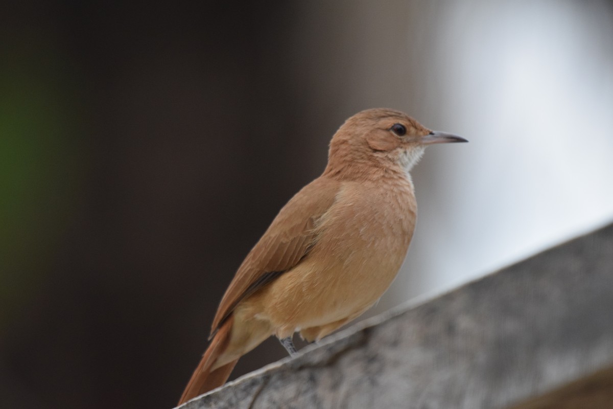 Rufous Hornero - ML642879347