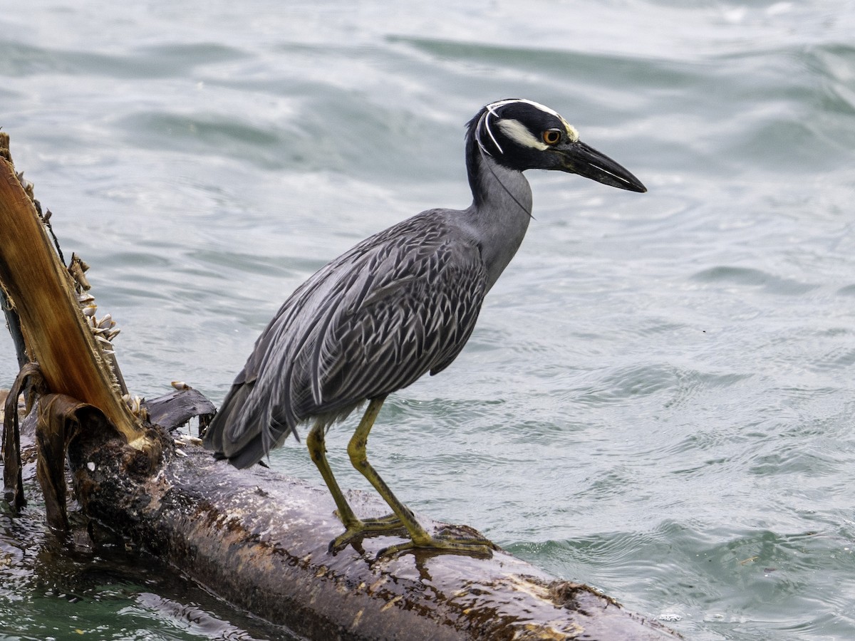 Yellow-crowned Night Heron - ML642879348