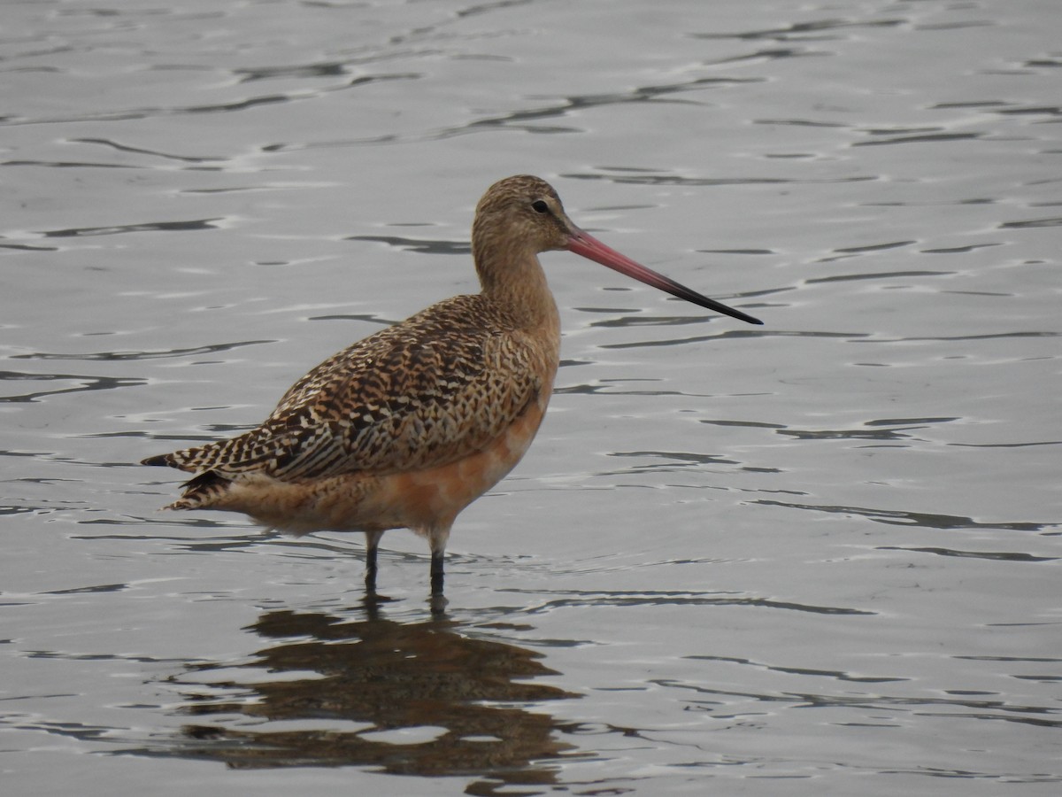 Marbled Godwit - ML642879361