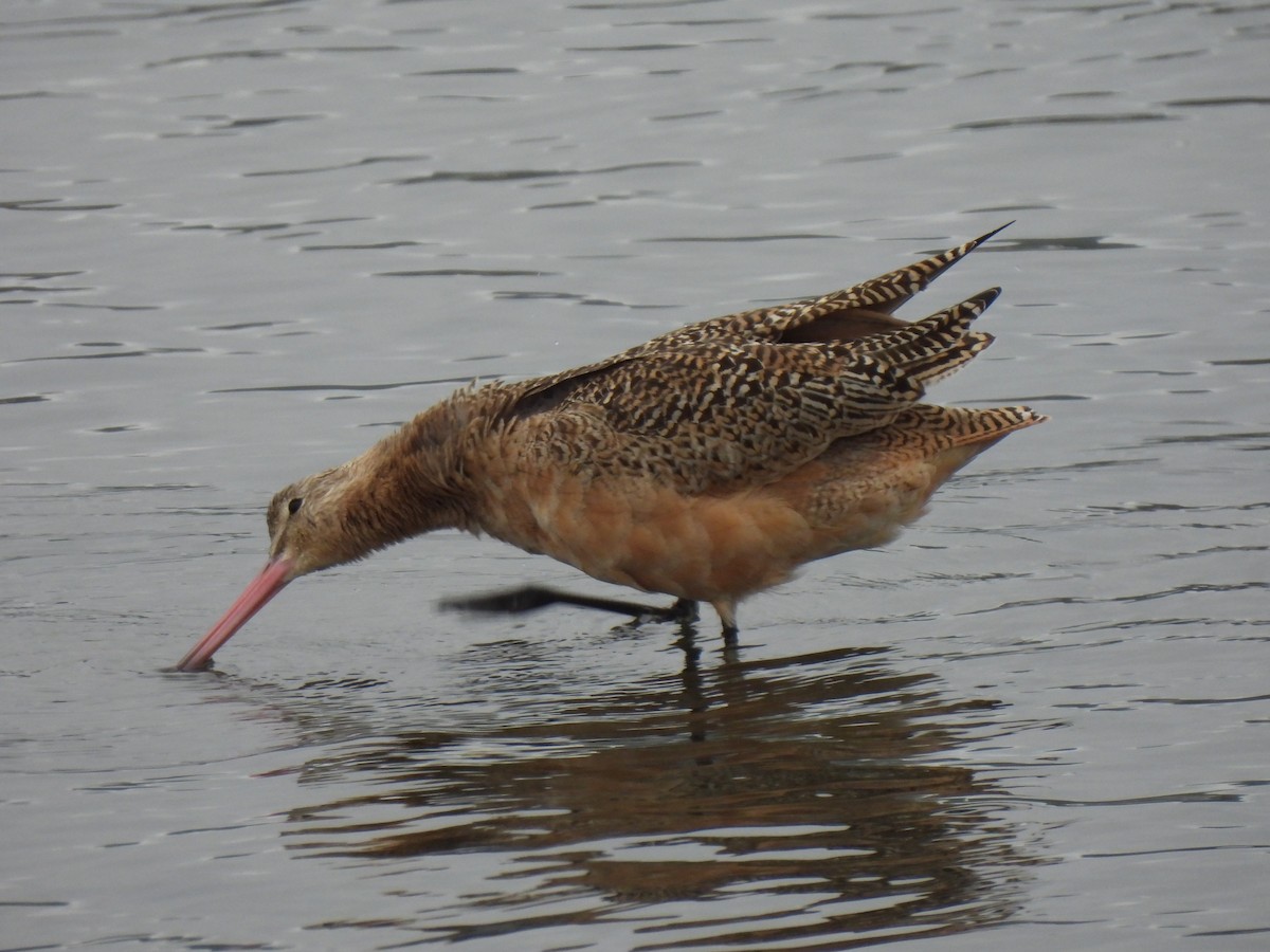 Marbled Godwit - ML642879362