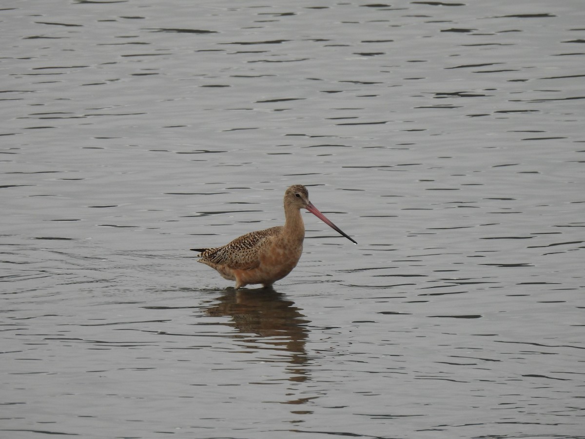 Marbled Godwit - ML642879363