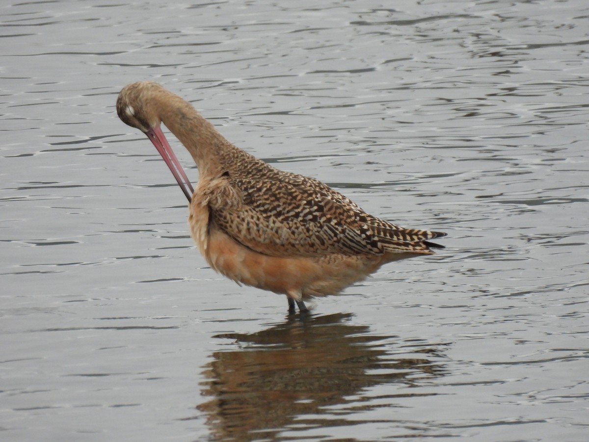 Marbled Godwit - ML642879364