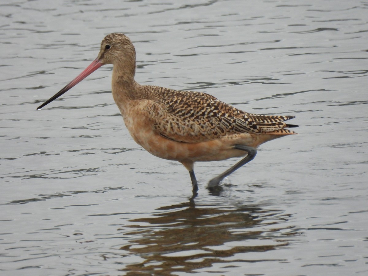Marbled Godwit - ML642879365