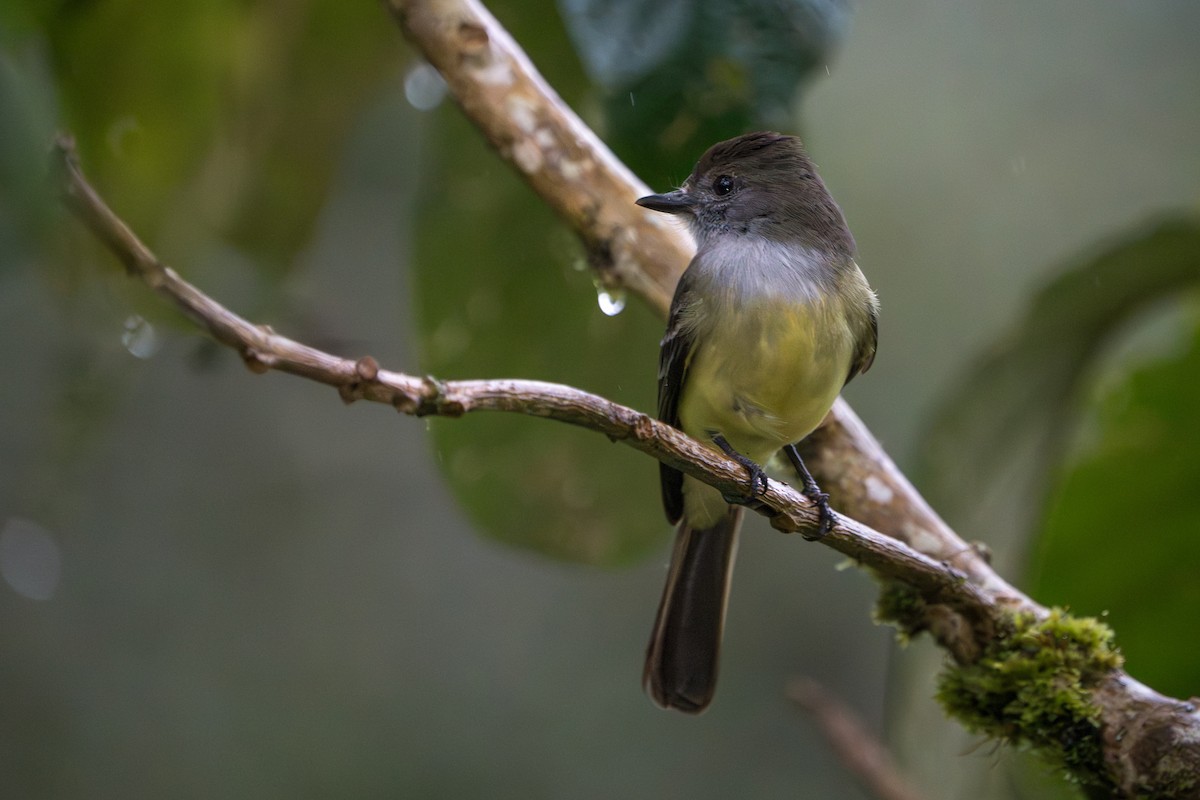 Pale-edged Flycatcher - ML642879372