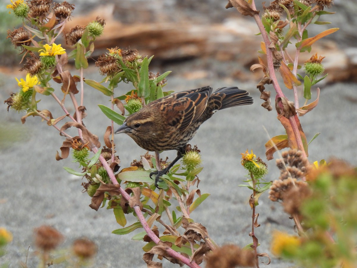 Red-winged Blackbird - ML642879375