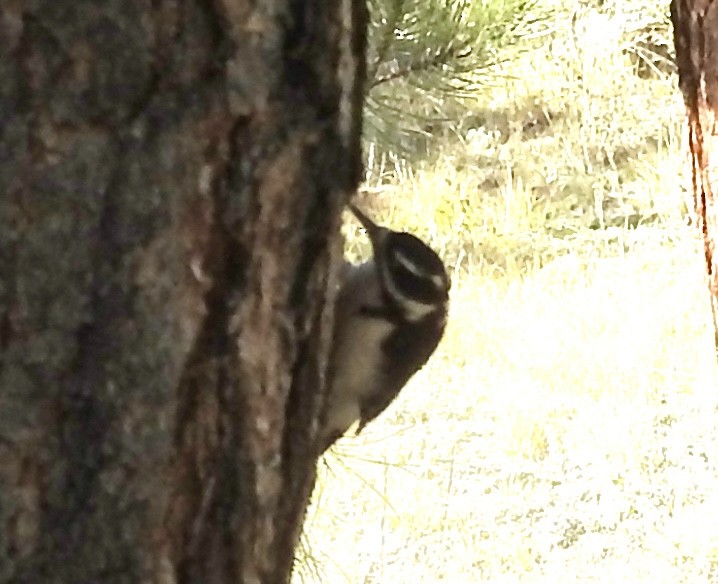 Hairy Woodpecker - ML642879381