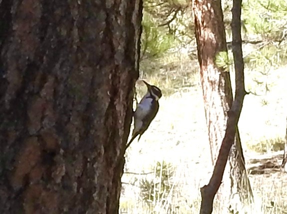Hairy Woodpecker - ML642879382