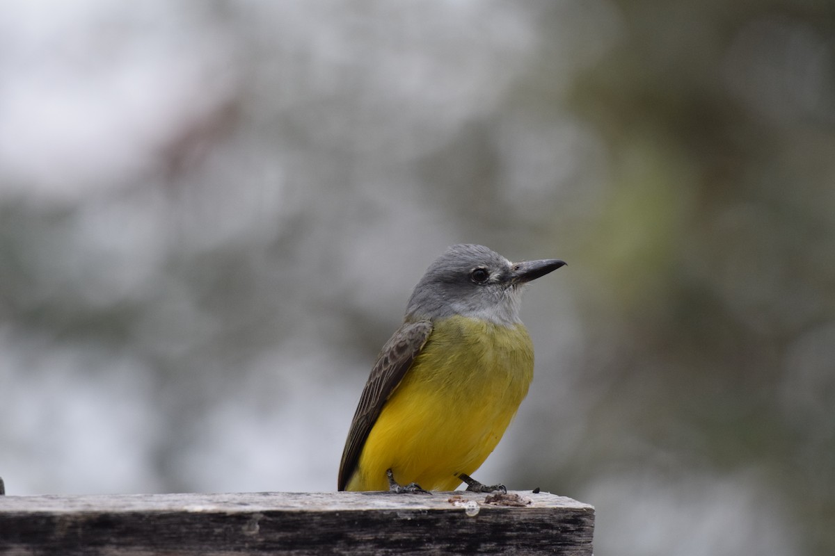 Tropical Kingbird - ML642879408