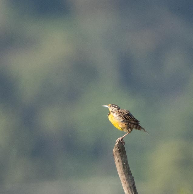 Chihuahuan Meadowlark - ML642879413