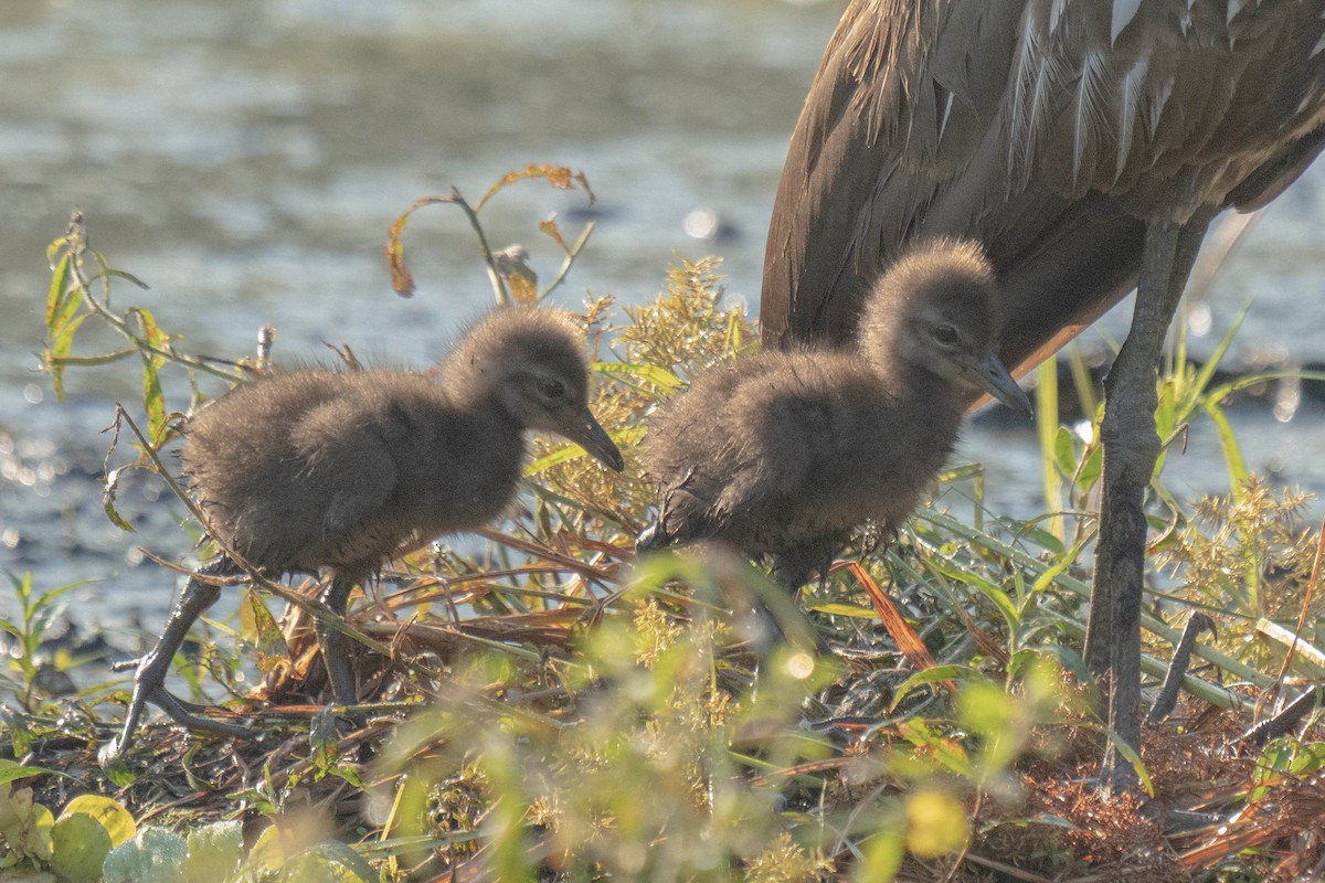 Limpkin - ML642879446