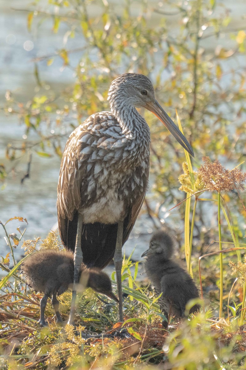 Limpkin - ML642879452