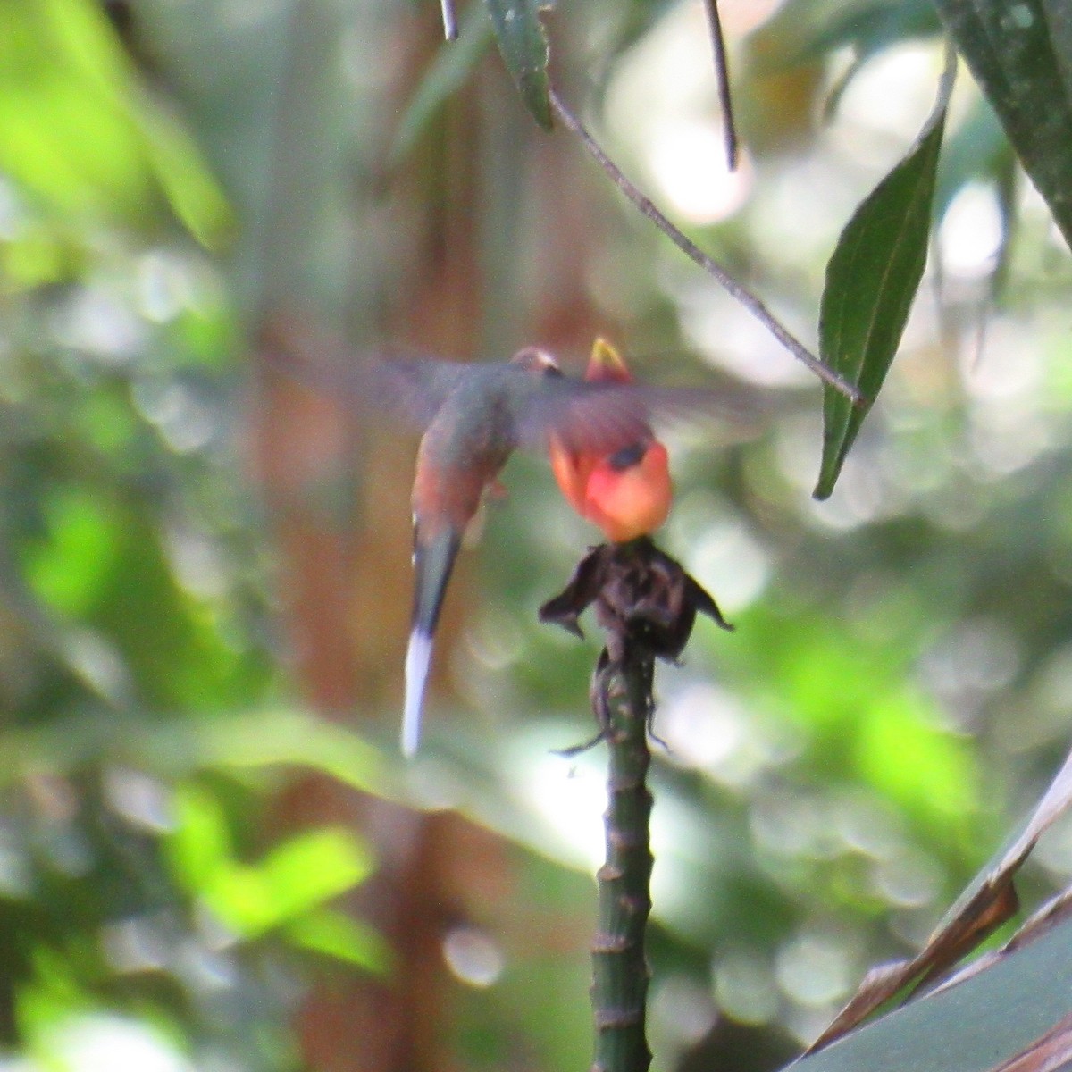Planalto Hermit - ML642879454