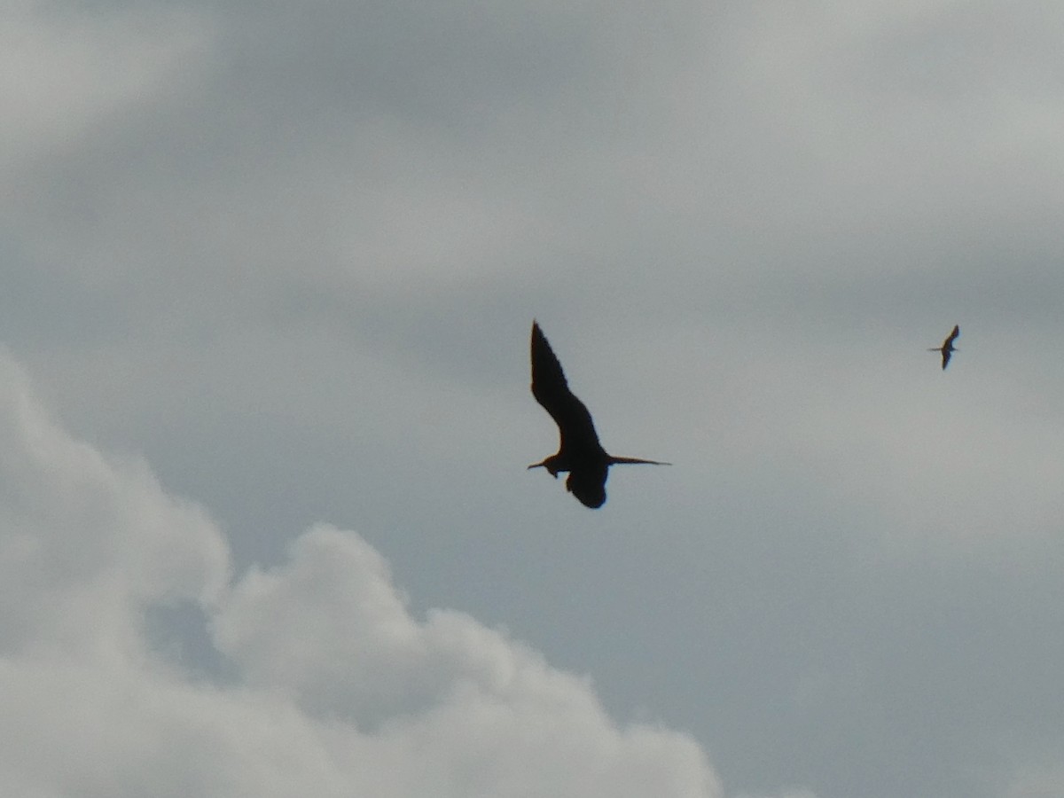 Magnificent Frigatebird - ML642879473