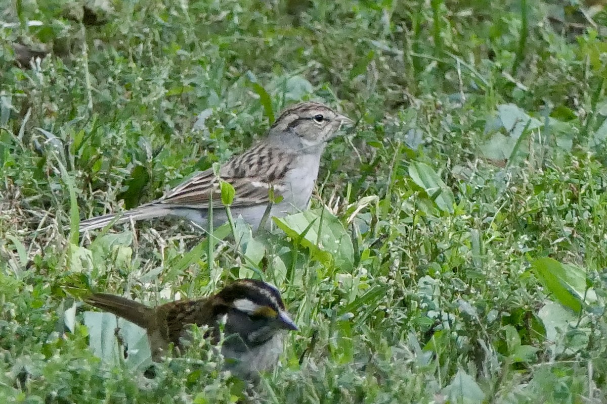 Chipping Sparrow - ML642879507
