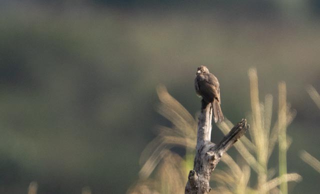 Canyon Towhee - ML642879514