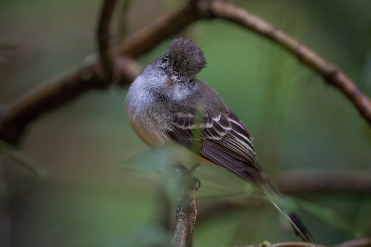 Pale-edged Flycatcher - ML642879521