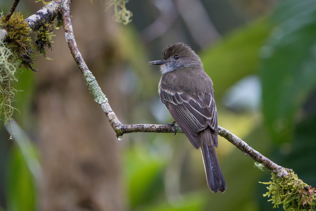 Pale-edged Flycatcher - ML642879522