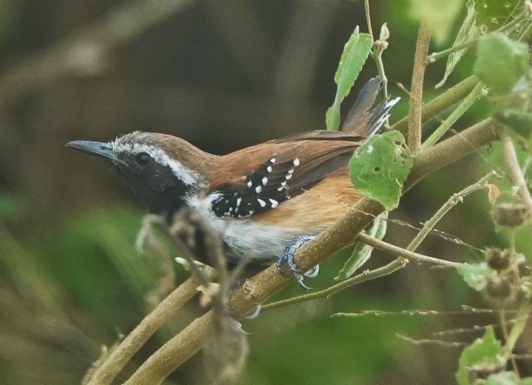 Rusty-backed Antwren - ML642879526