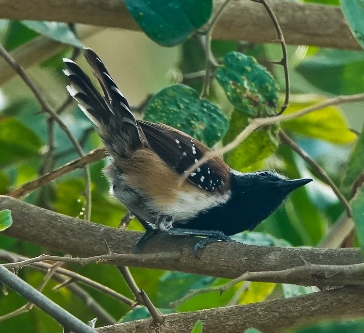 Rusty-backed Antwren - ML642879527