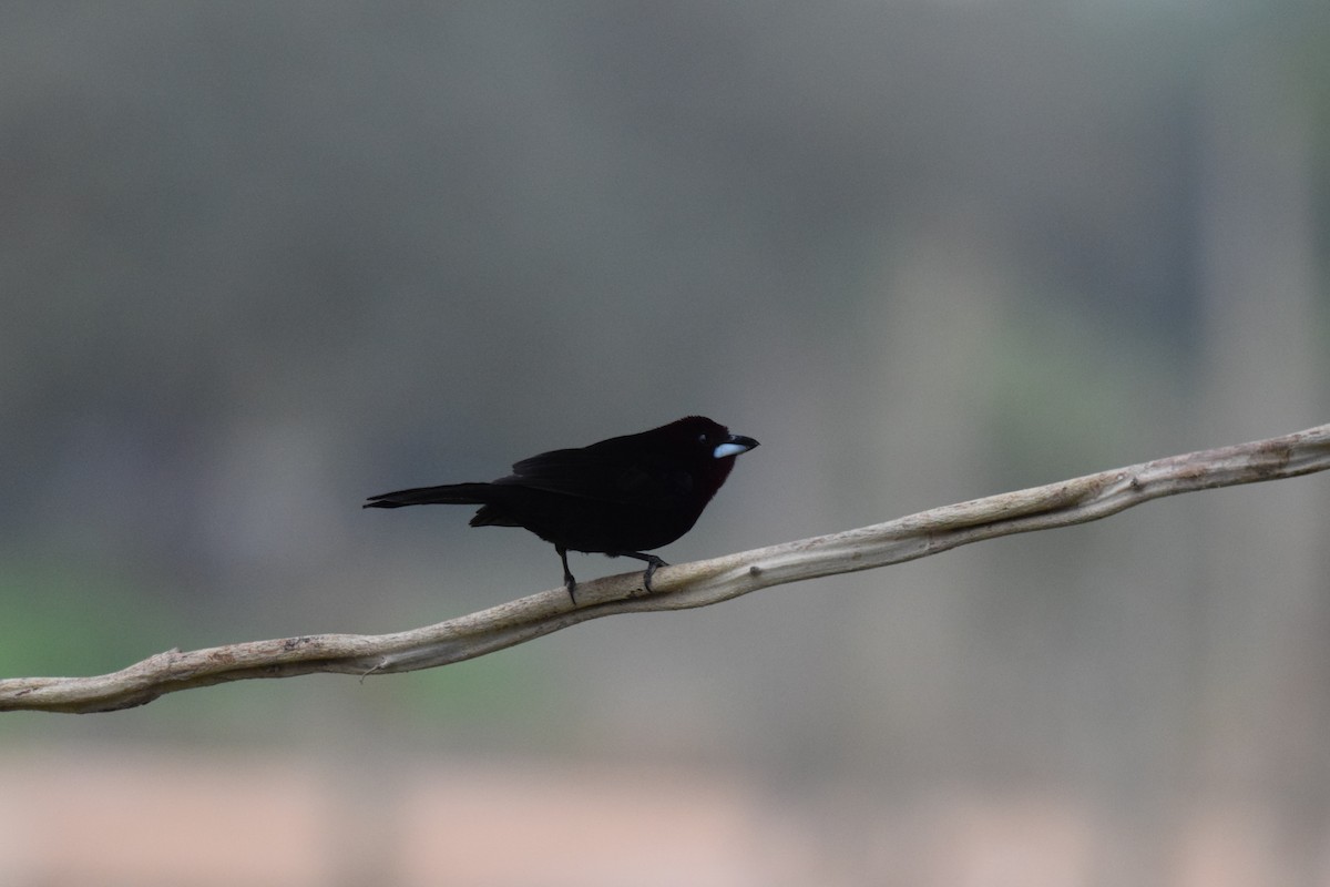 Silver-beaked Tanager - ML642879551