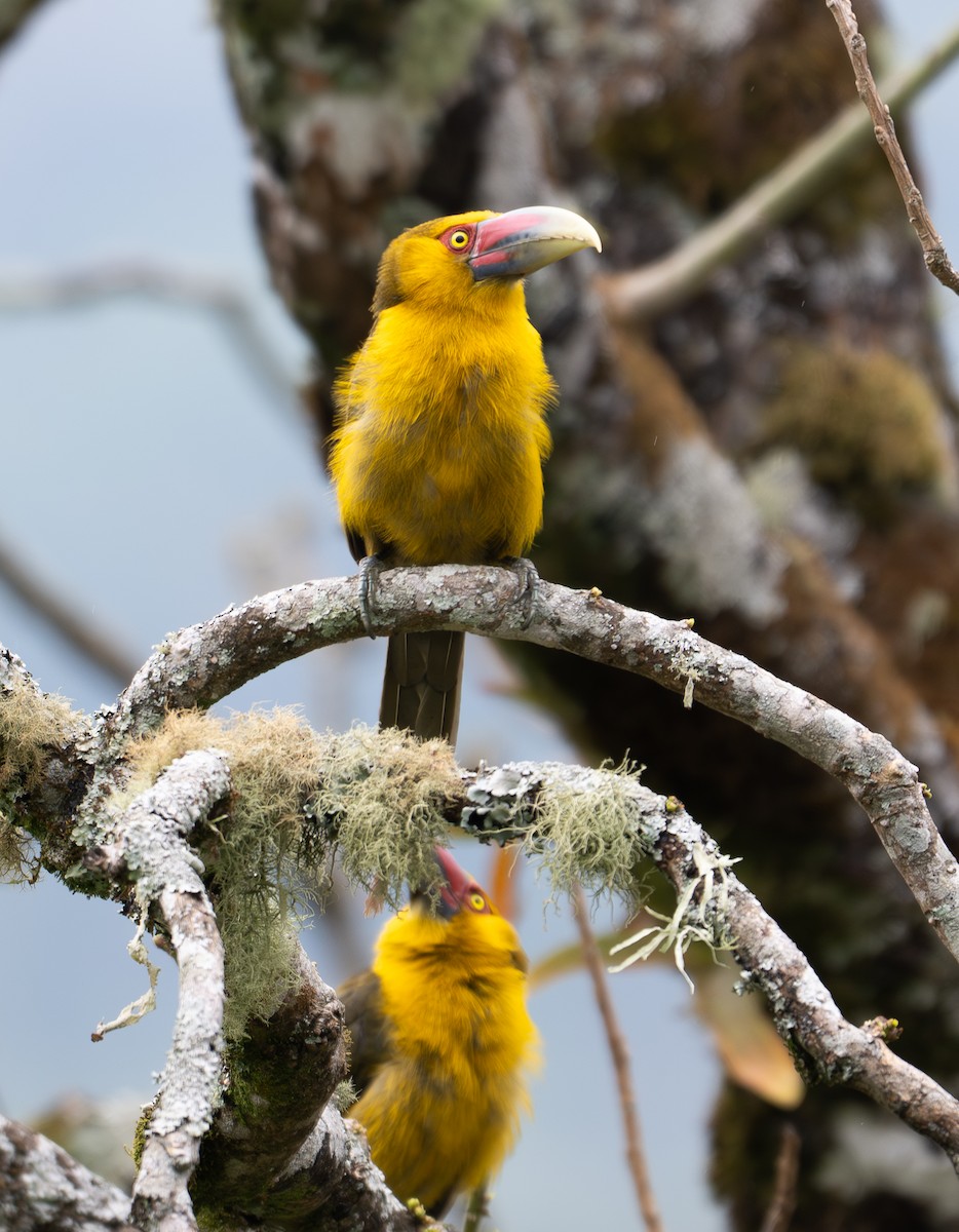 Saffron Toucanet - ML642879557
