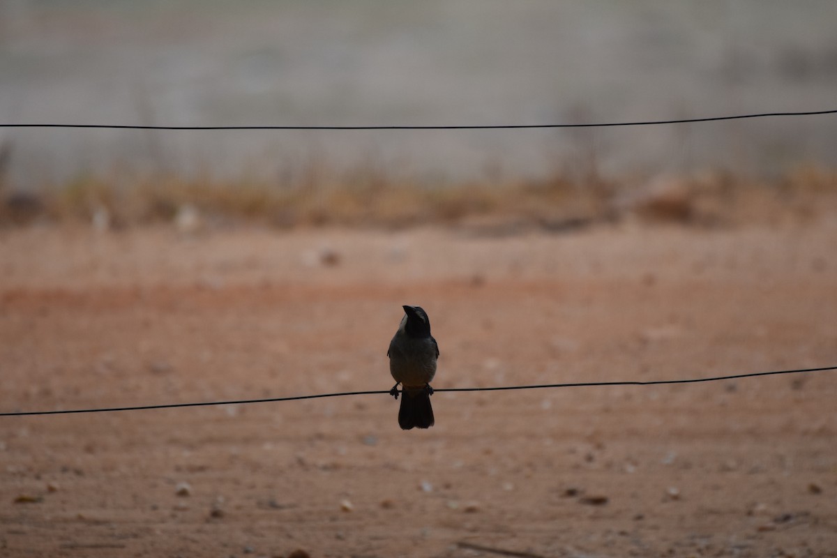 Bluish-gray Saltator - ML642879564