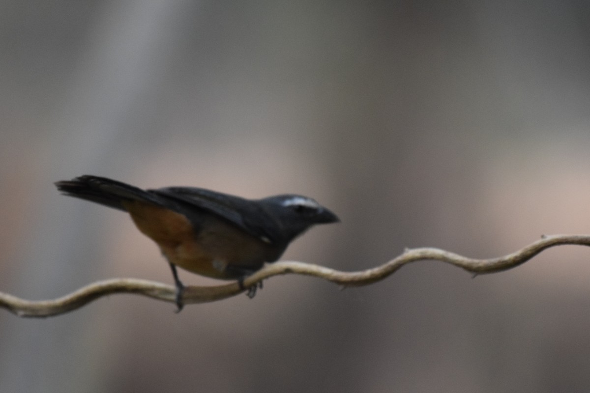 Bluish-gray Saltator - ML642879581