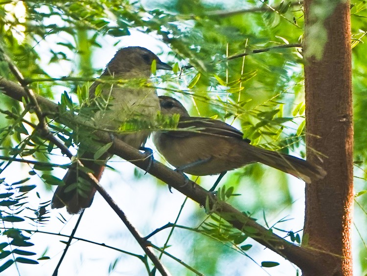 Rufous-fronted Thornbird - ML642879582