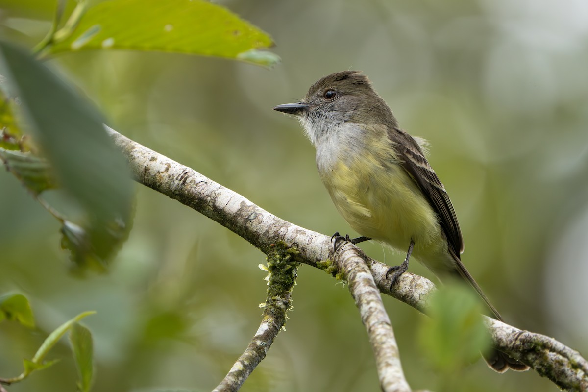 Pale-edged Flycatcher - ML642879583