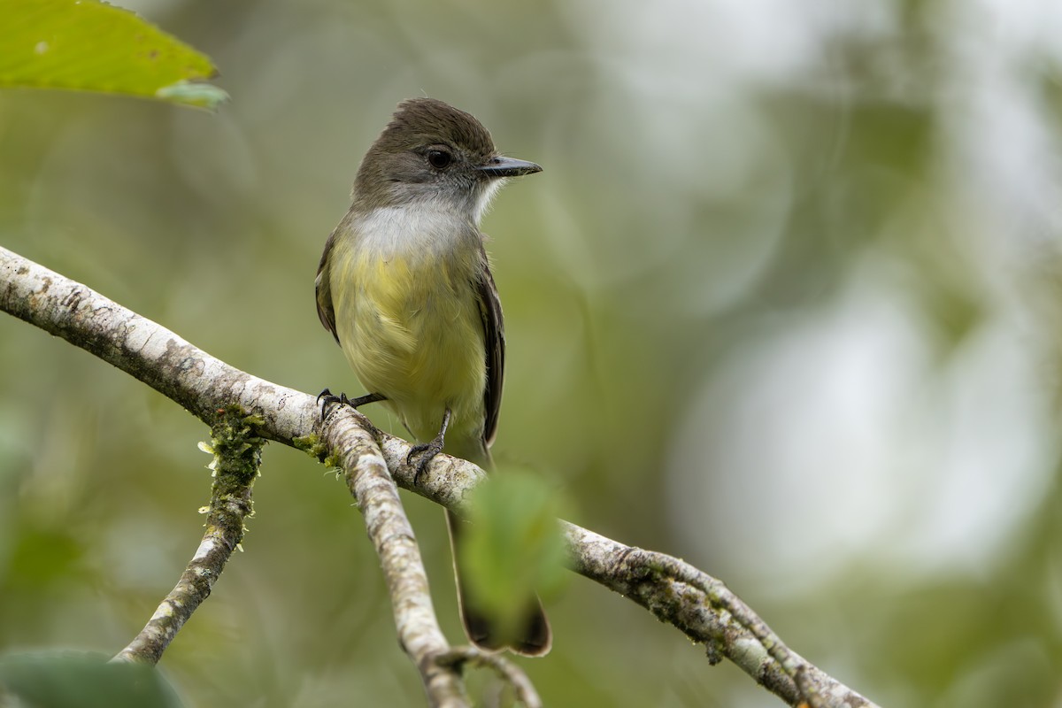 Pale-edged Flycatcher - ML642879584