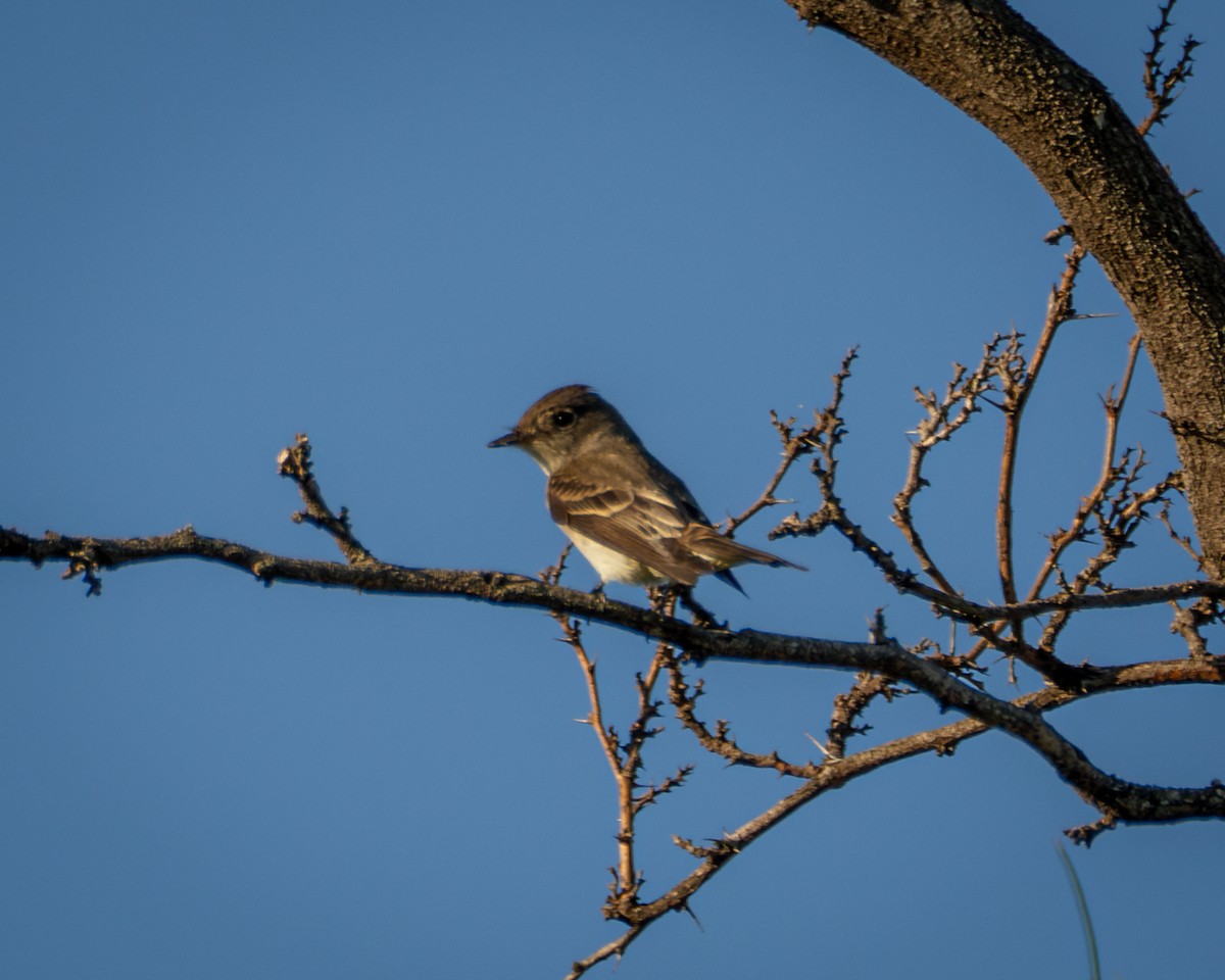 Eastern Wood-Pewee - ML642879587