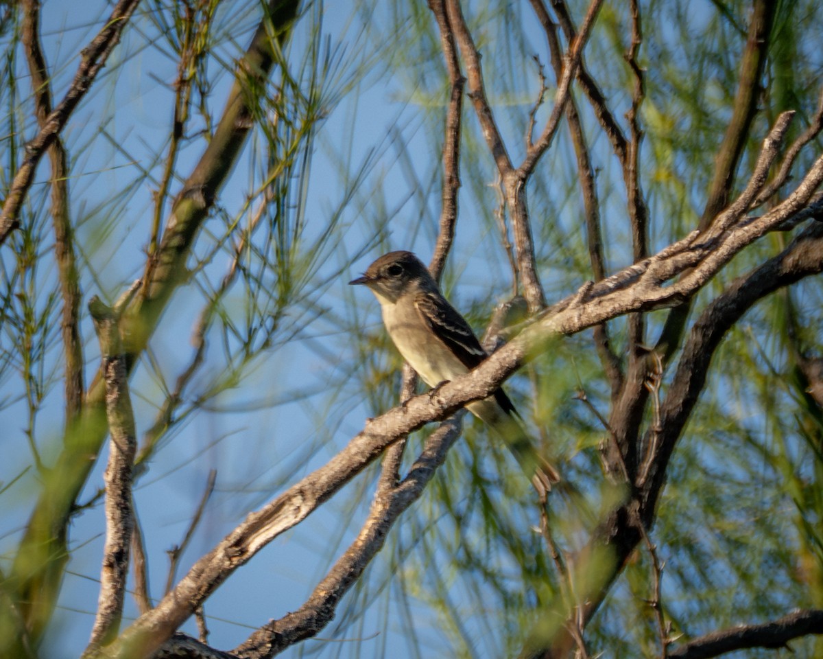 Eastern Wood-Pewee - ML642879592