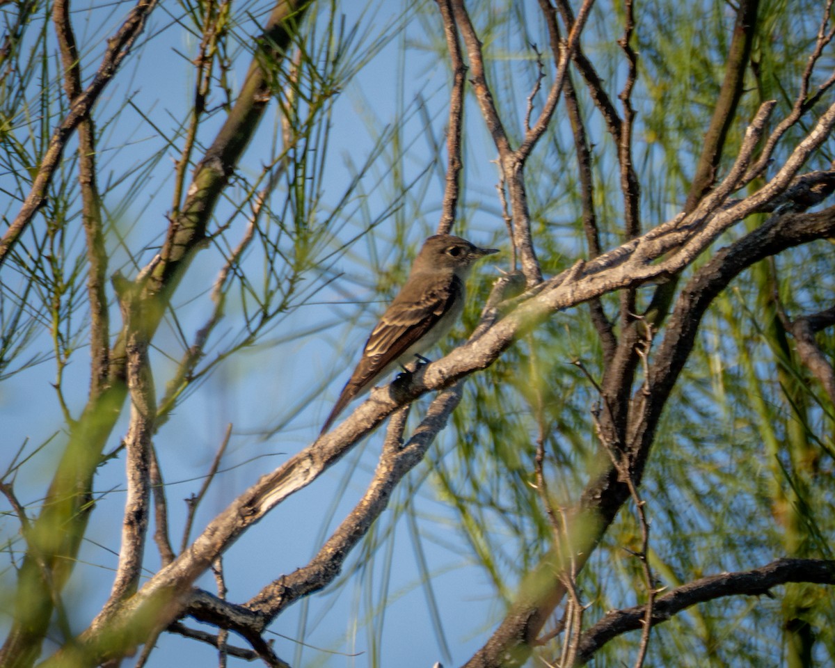 Eastern Wood-Pewee - ML642879599