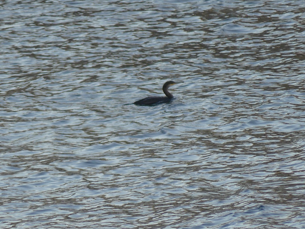 European Shag - ML642879608