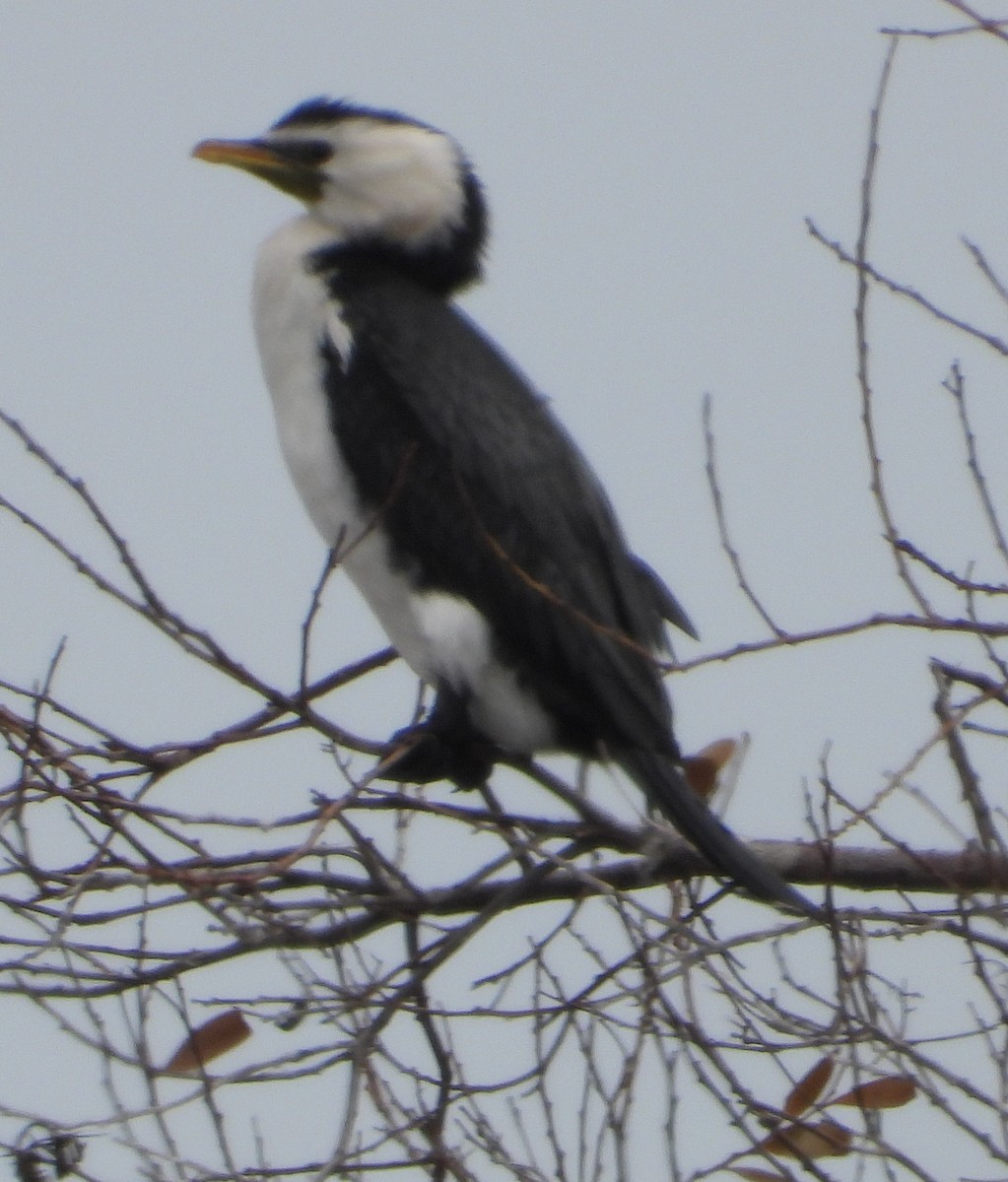 Little Pied Cormorant - ML642879624