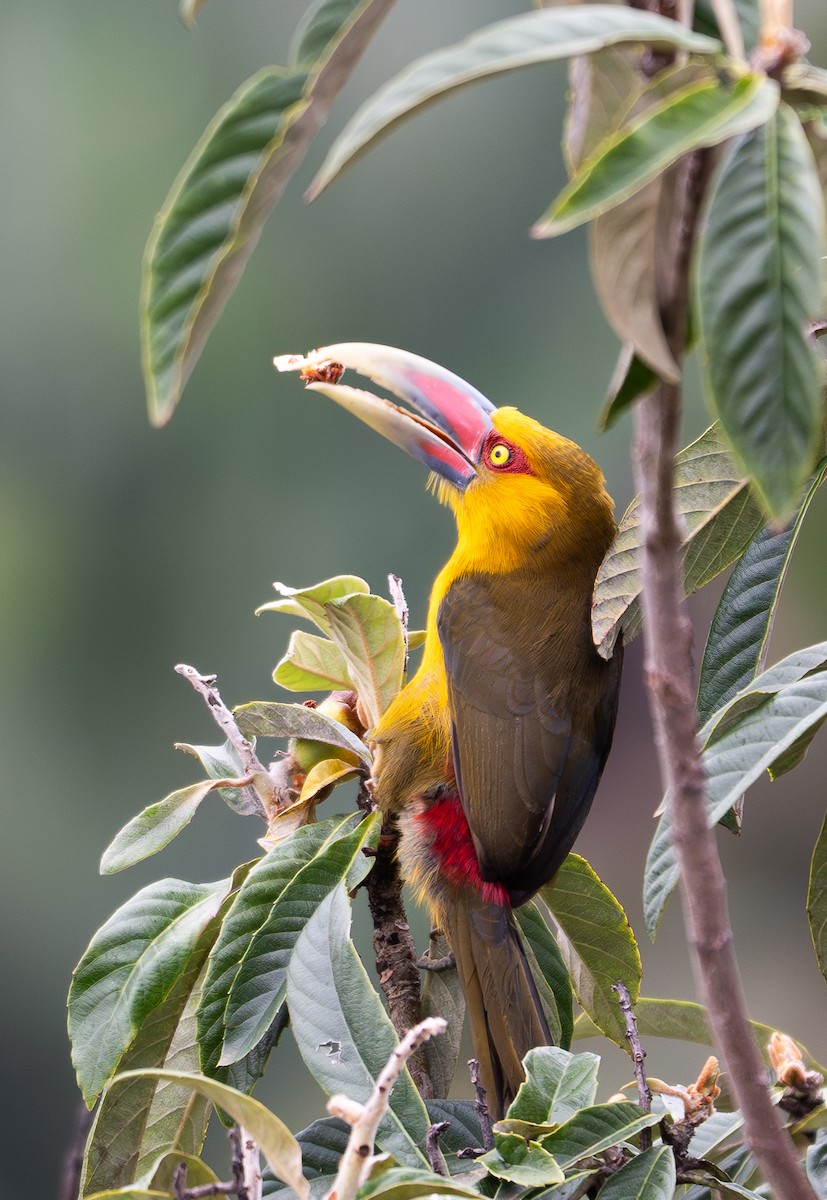 Saffron Toucanet - ML642879631