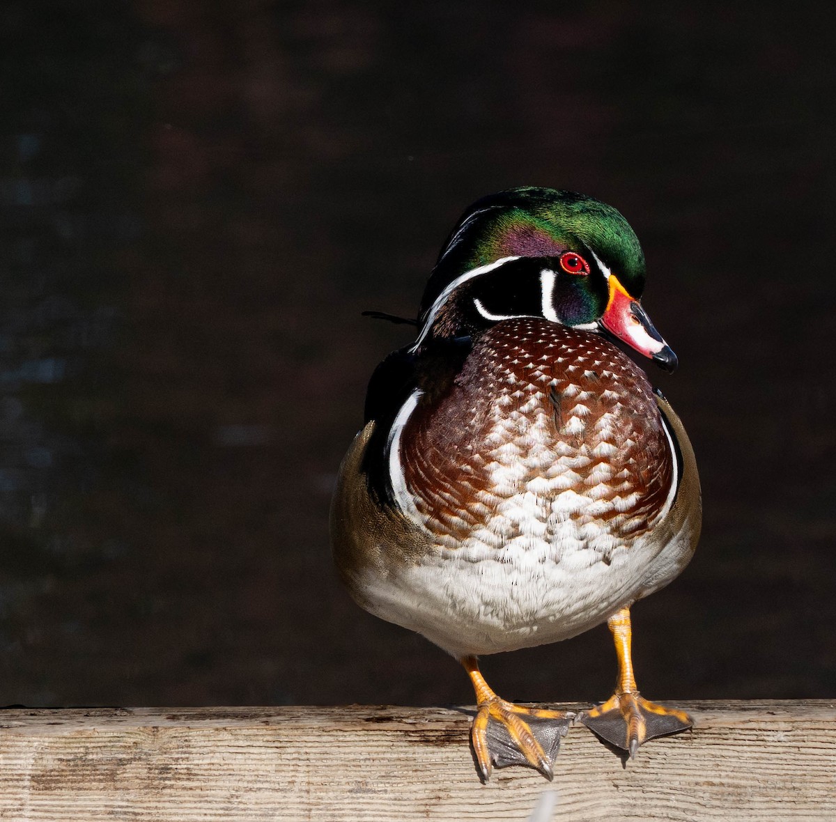 kachnička karolínská - ML642879632