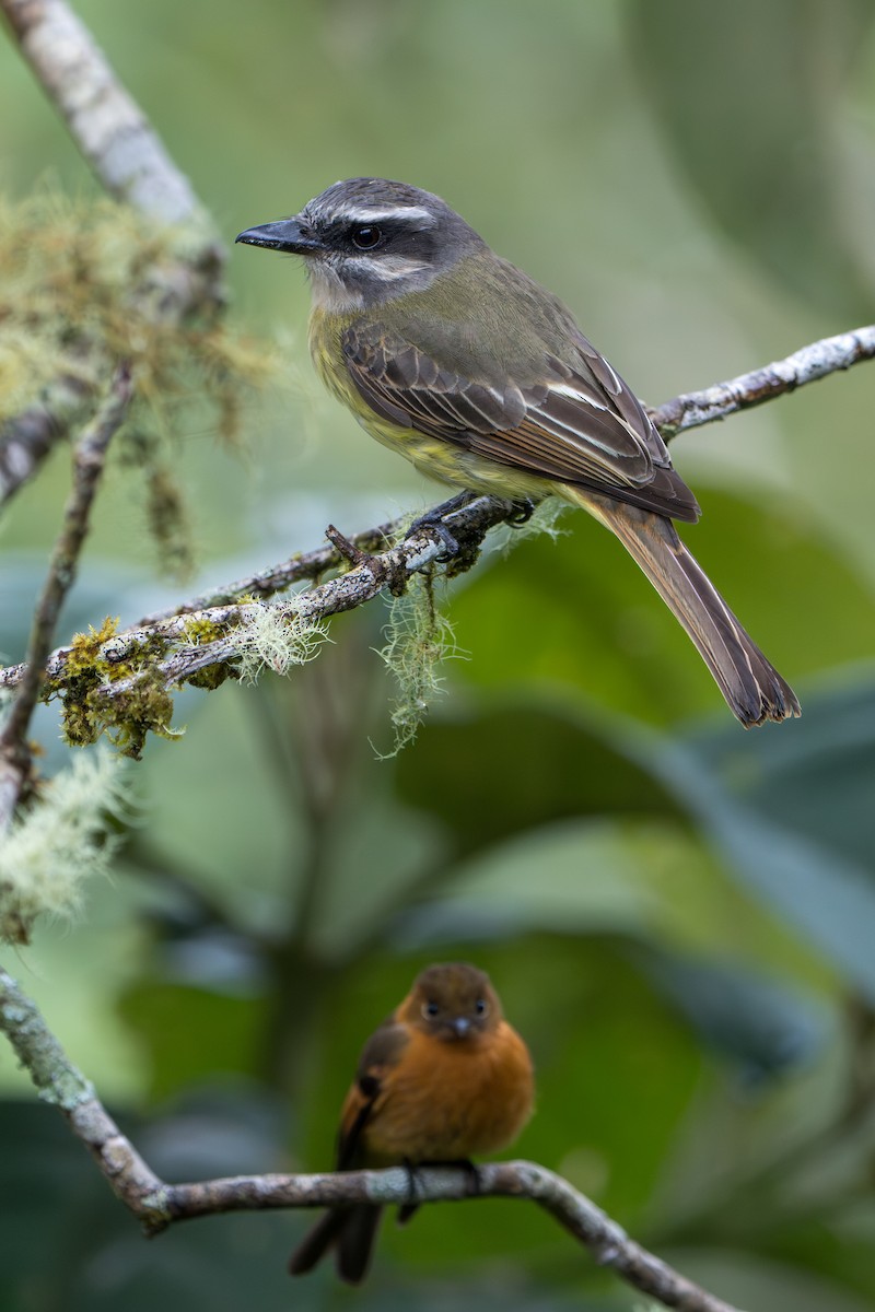 Golden-bellied Flycatcher - ML642879634