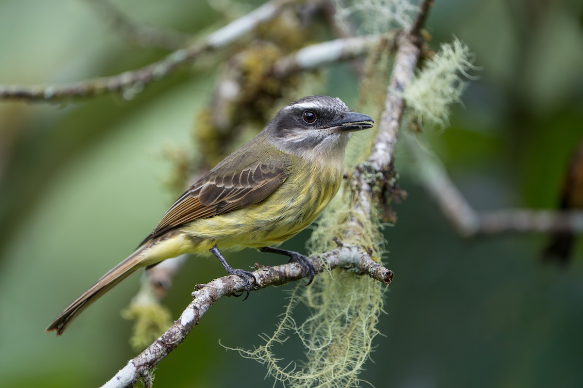 Golden-bellied Flycatcher - ML642879635
