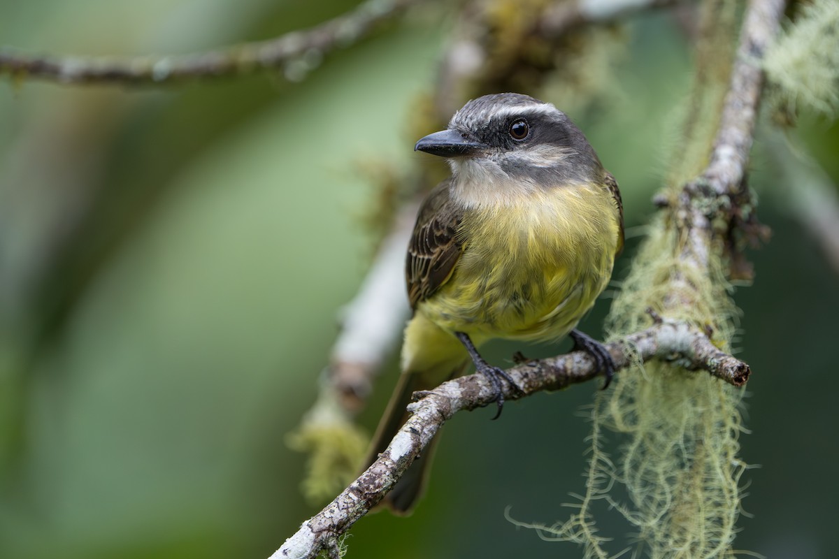 Golden-bellied Flycatcher - ML642879636