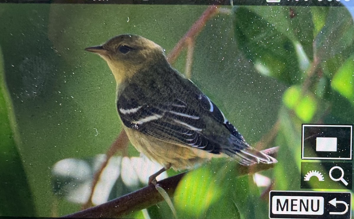 Blackpoll Warbler - ML642879648