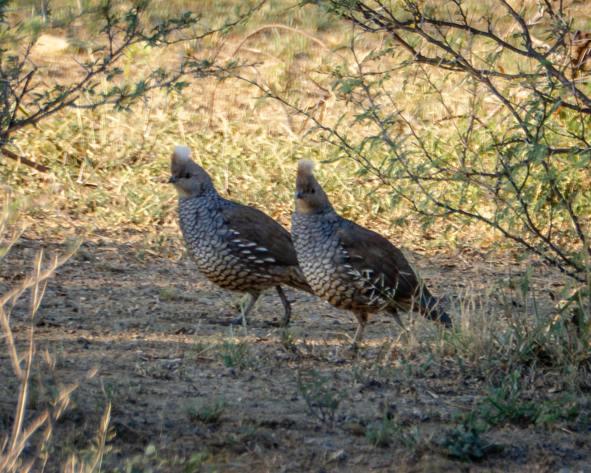Scaled Quail - ML642879662