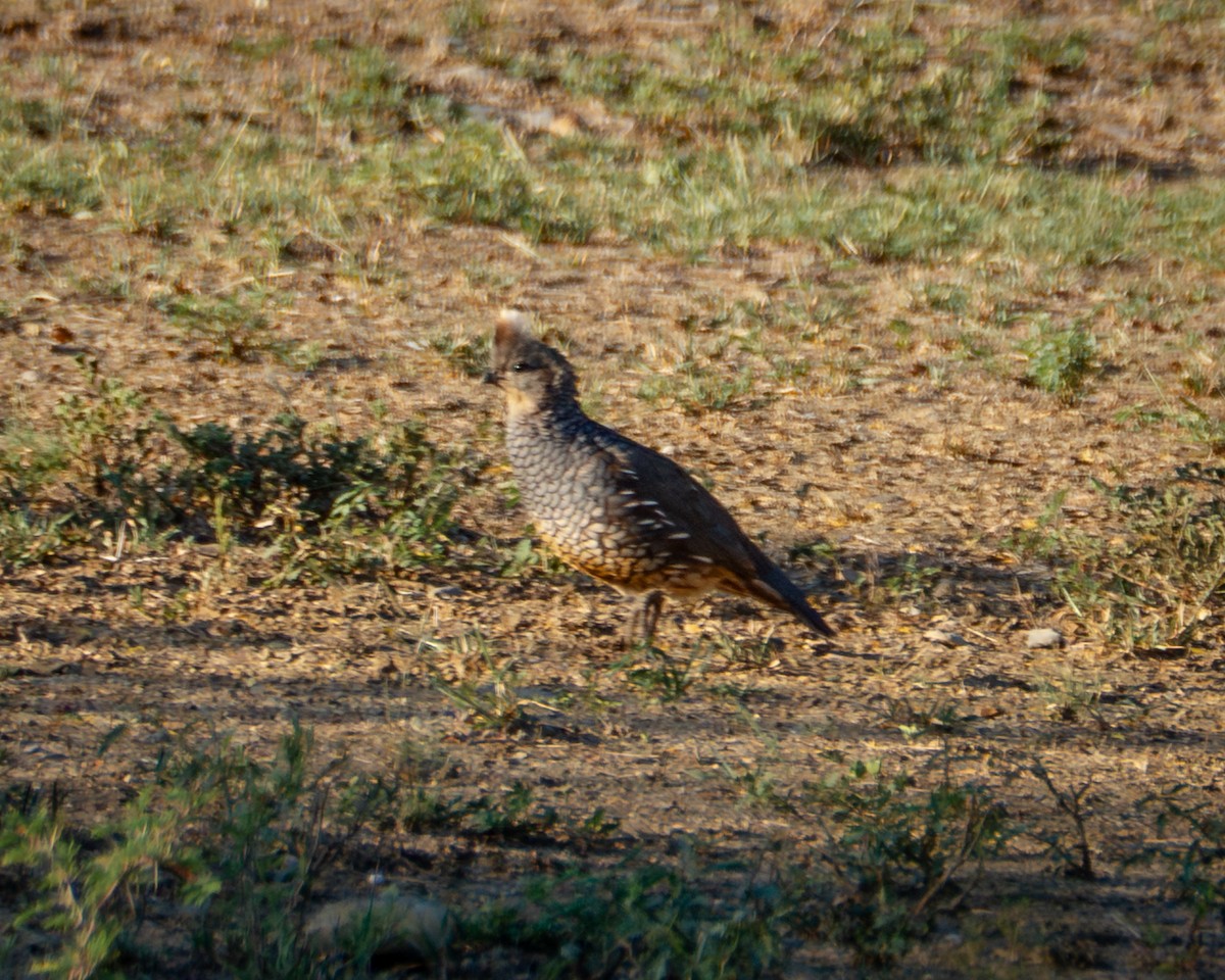 Scaled Quail - ML642879665