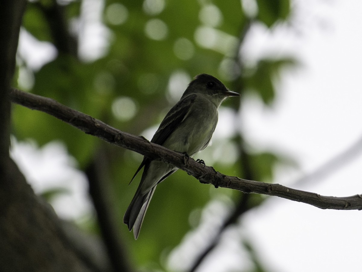 ub. pivi (Contopus sp.) - ML642879666