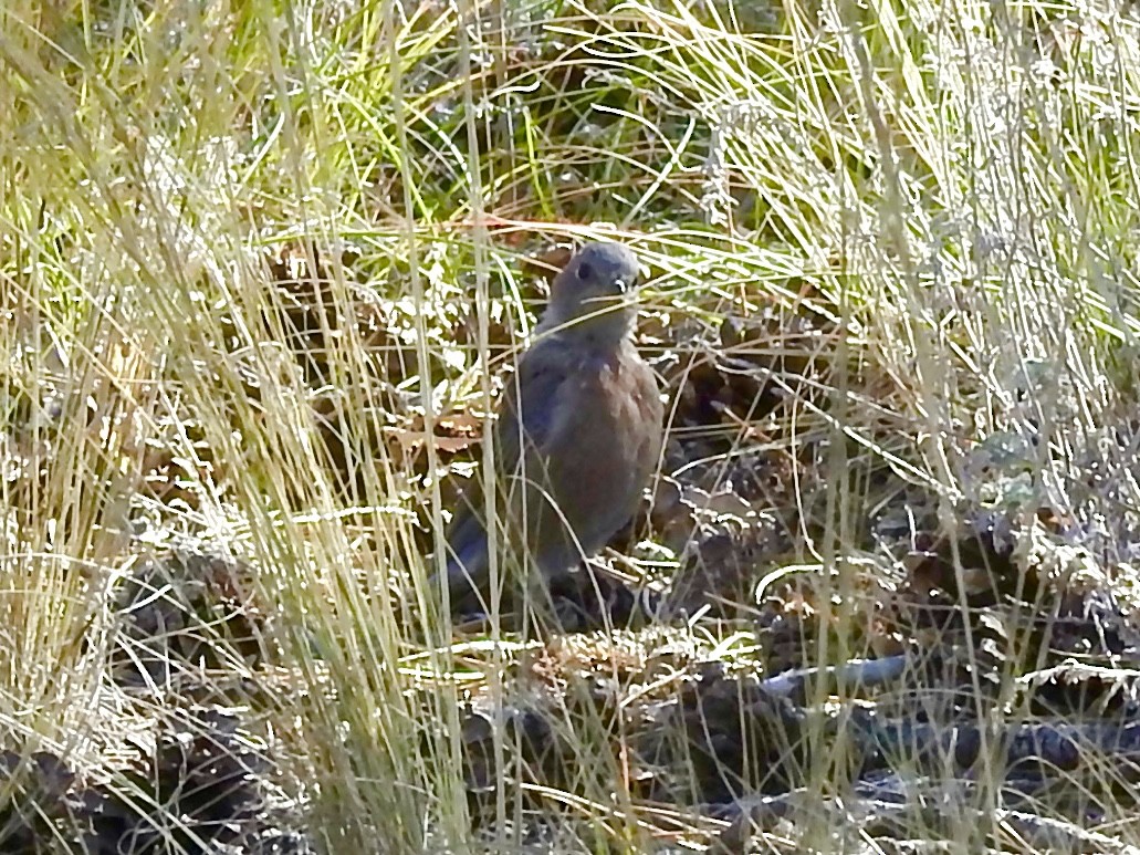 Western Bluebird - ML642879689