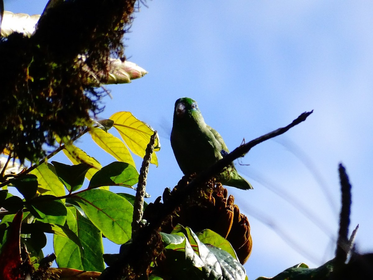 アオメルリハシインコ - ML642879709