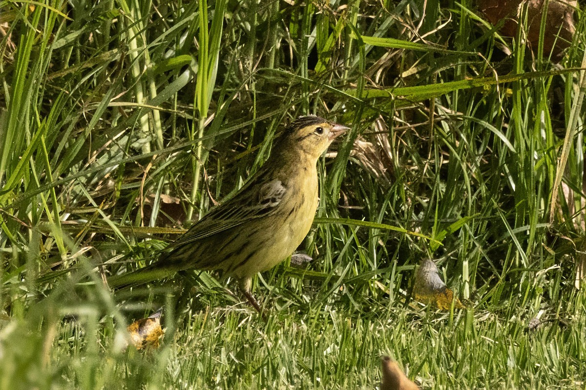 Bobolink - ML642879712