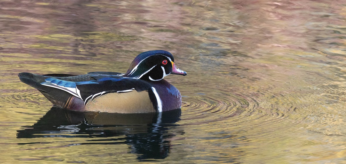 kachnička karolínská - ML642879724