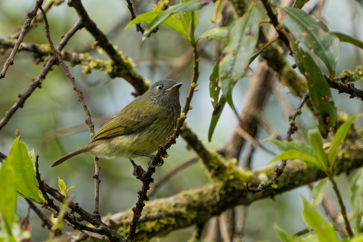 Streak-necked Flycatcher - ML642879764