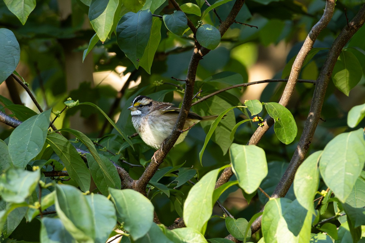 White-throated Sparrow - ML642879765